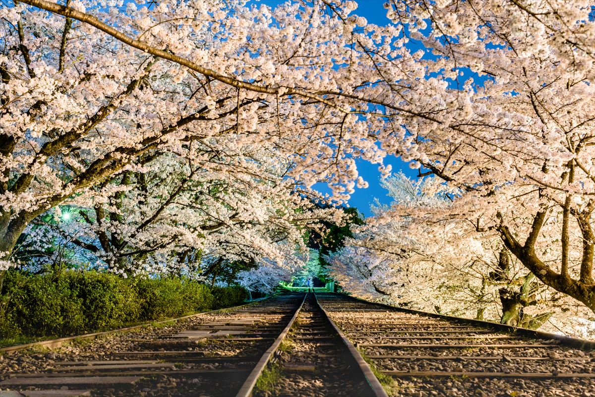 【京都】春は桜を見に行こう! お花見のオススメ名所5選。