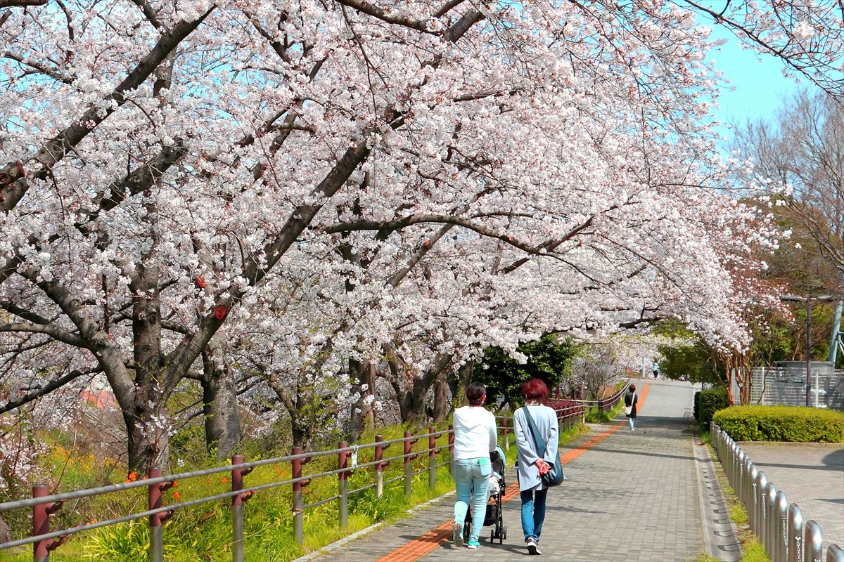 【名古屋】春は桜を見に行こう！オススメ名所5選